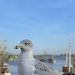 Διαμέρισμα With 2 Bedrooms Greetsiel